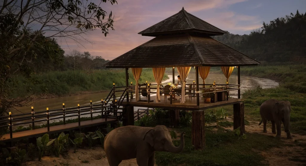 Elephants at Anantara Golden Triangle elephant camp in bamboo forest Chiang Saen Thailand